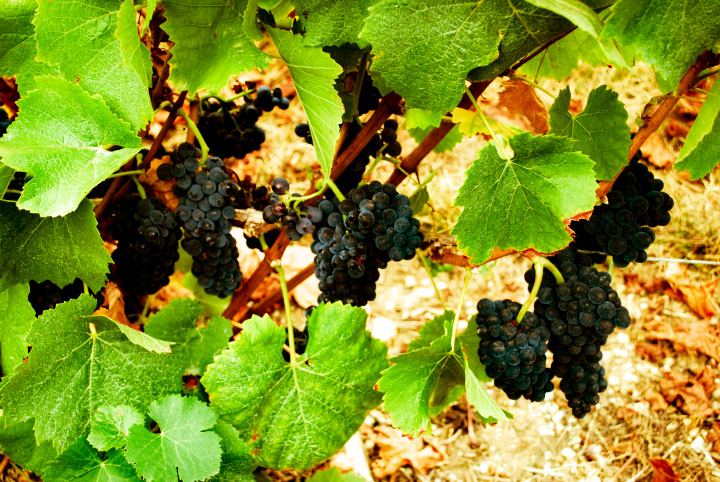 champagne-bigard-raisin.jpg