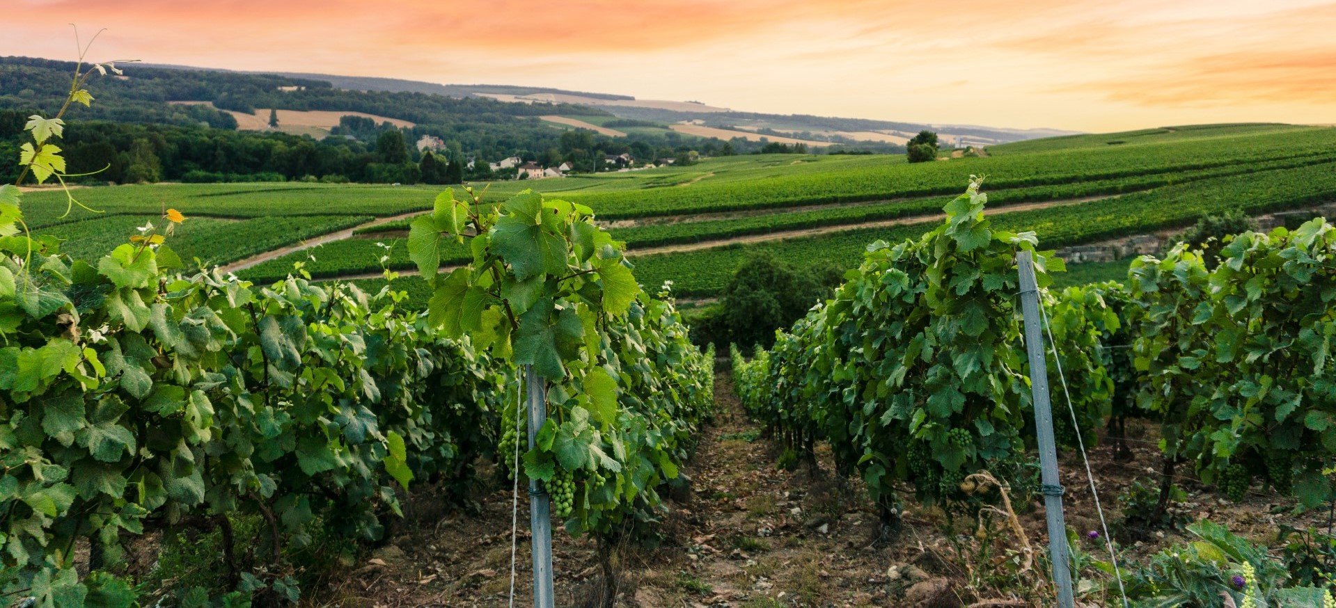 presentation-champagne-bigard